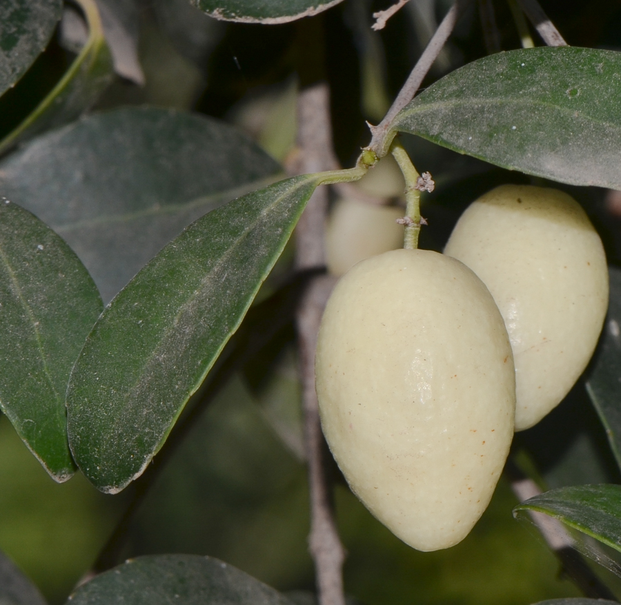 Image of genus Elaeodendron specimen.