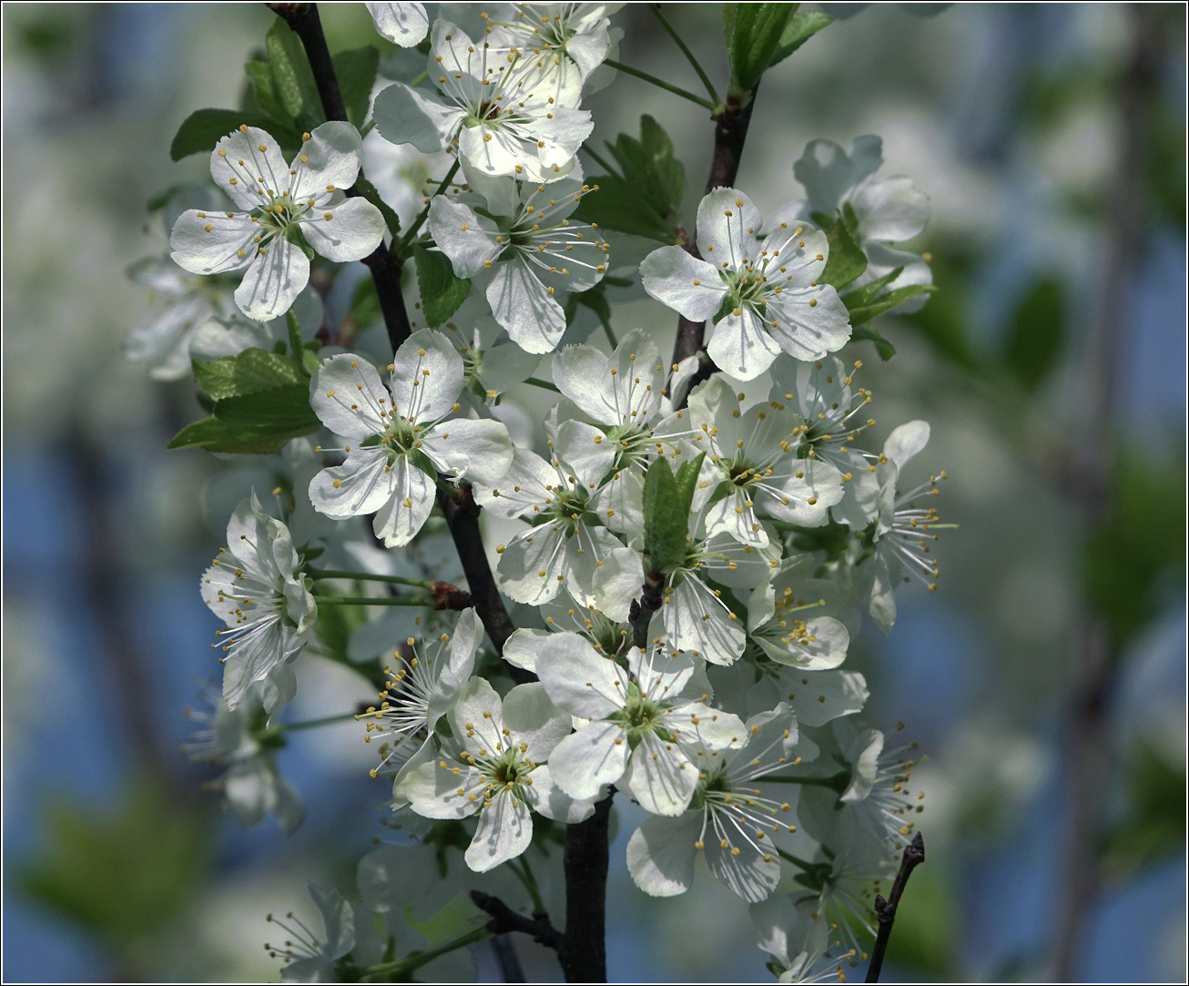 Image of Prunus domestica specimen.