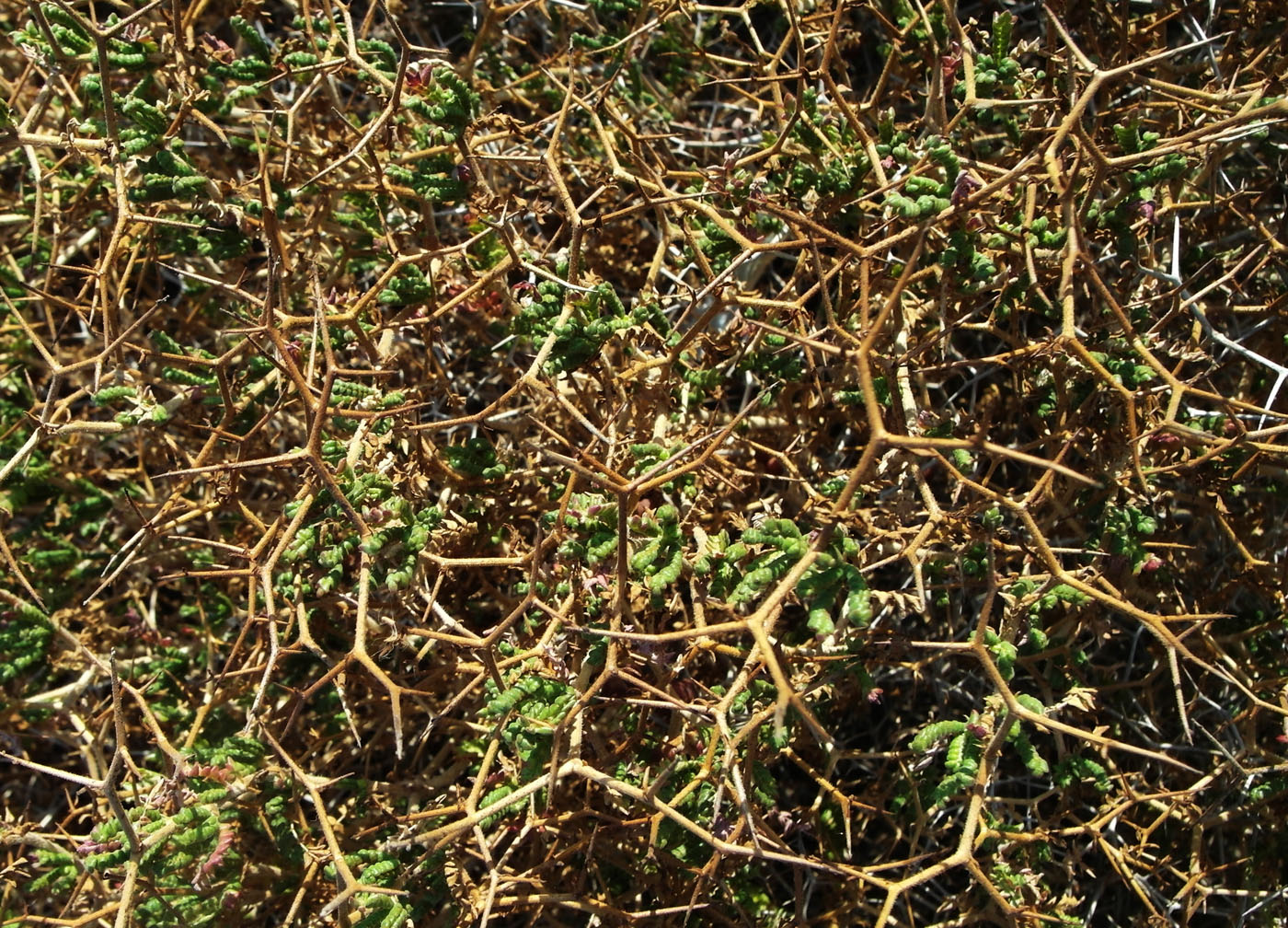 Image of Sarcopoterium spinosum specimen.