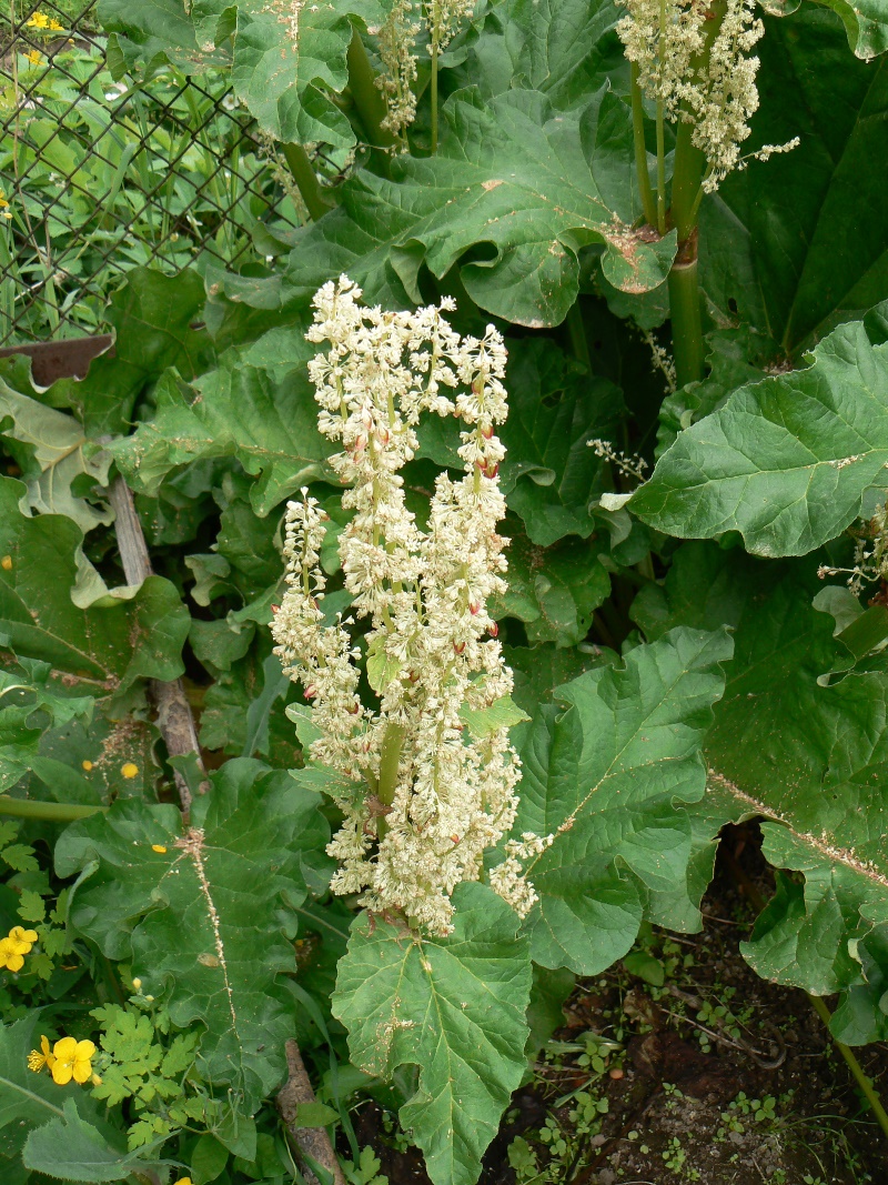 Image of Rheum rhabarbarum specimen.