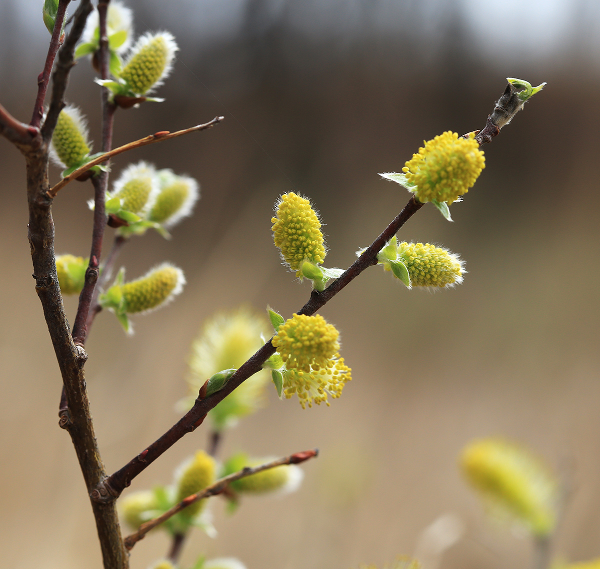 Изображение особи Salix bebbiana.