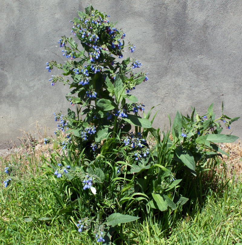 Image of Symphytum caucasicum specimen.