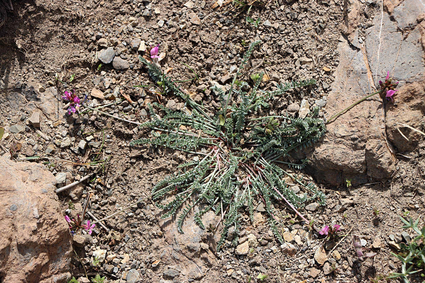 Image of Oxytropis lasiocarpa specimen.