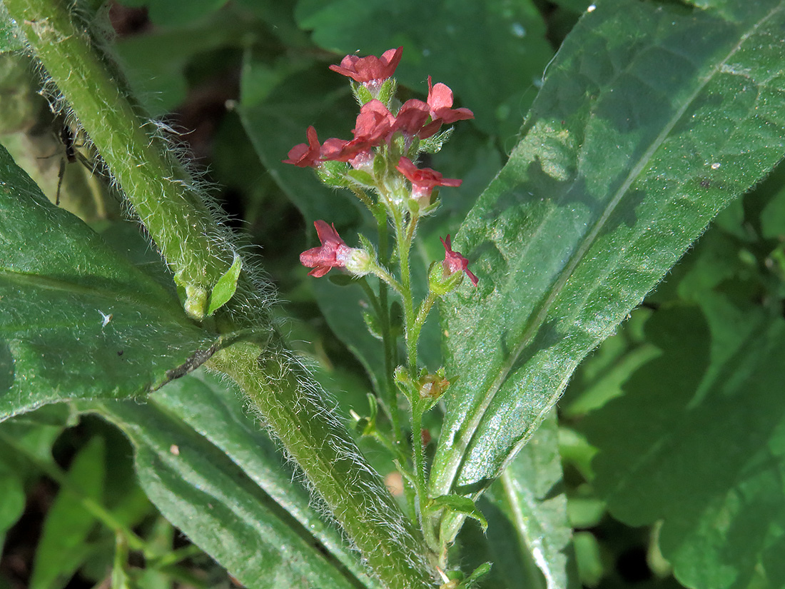 Изображение особи Cynoglossum officinale.