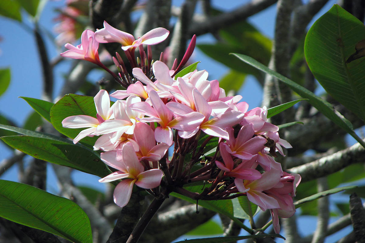 Изображение особи род Plumeria.