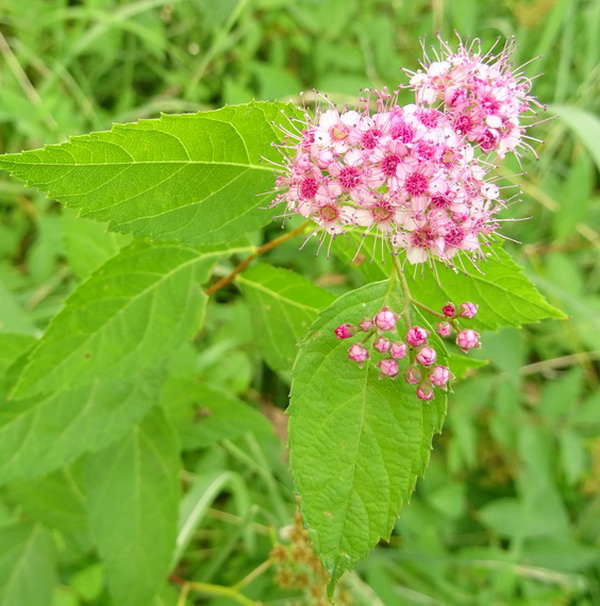 Image of Spiraea japonica specimen.