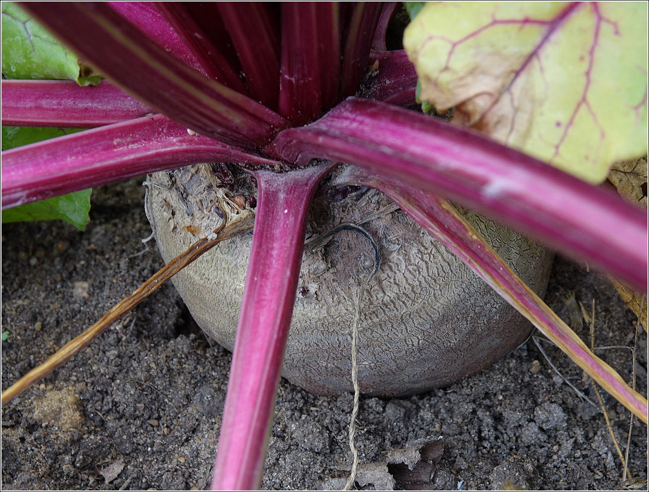 Image of Beta vulgaris specimen.