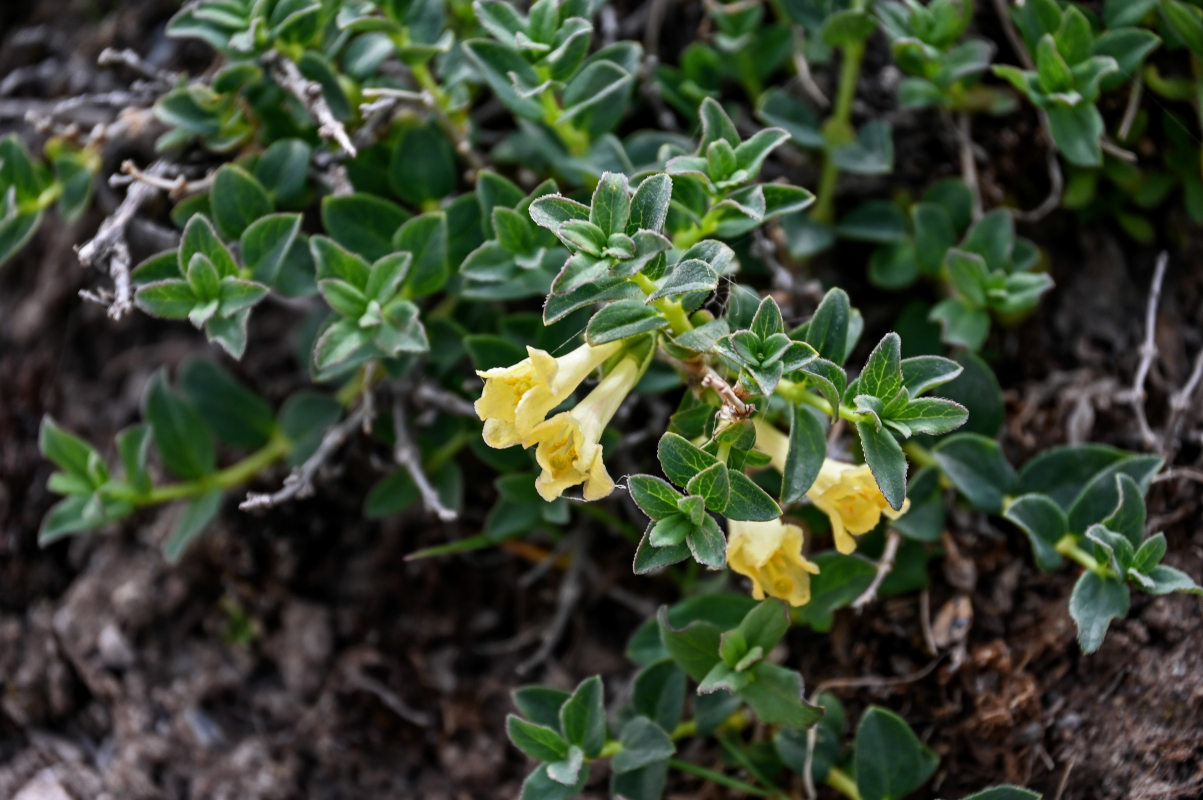 Image of Lonicera semenovii specimen.