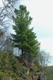 Pinus sibirica. Взрослое дерево. Мурманская обл., Кольский р-н, 1446 км автодороги Р-21 \"Кола\" (Печенгская дорога), кустарничково-зеленомошный скальный березняк, мемориальная(?) посадка. 01.08.2022.