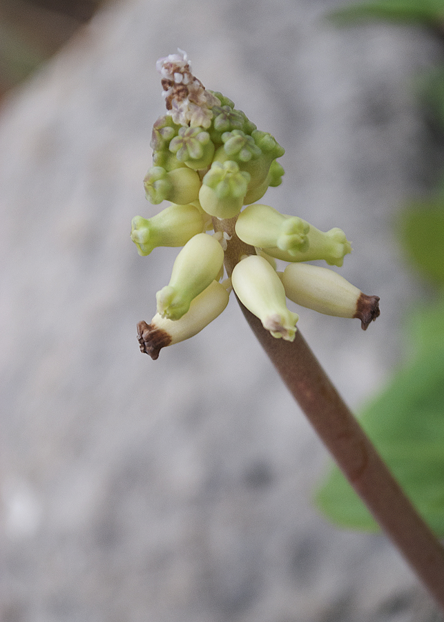 Image of Muscari muscarimi specimen.