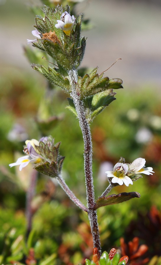 Изображение особи Euphrasia frigida.