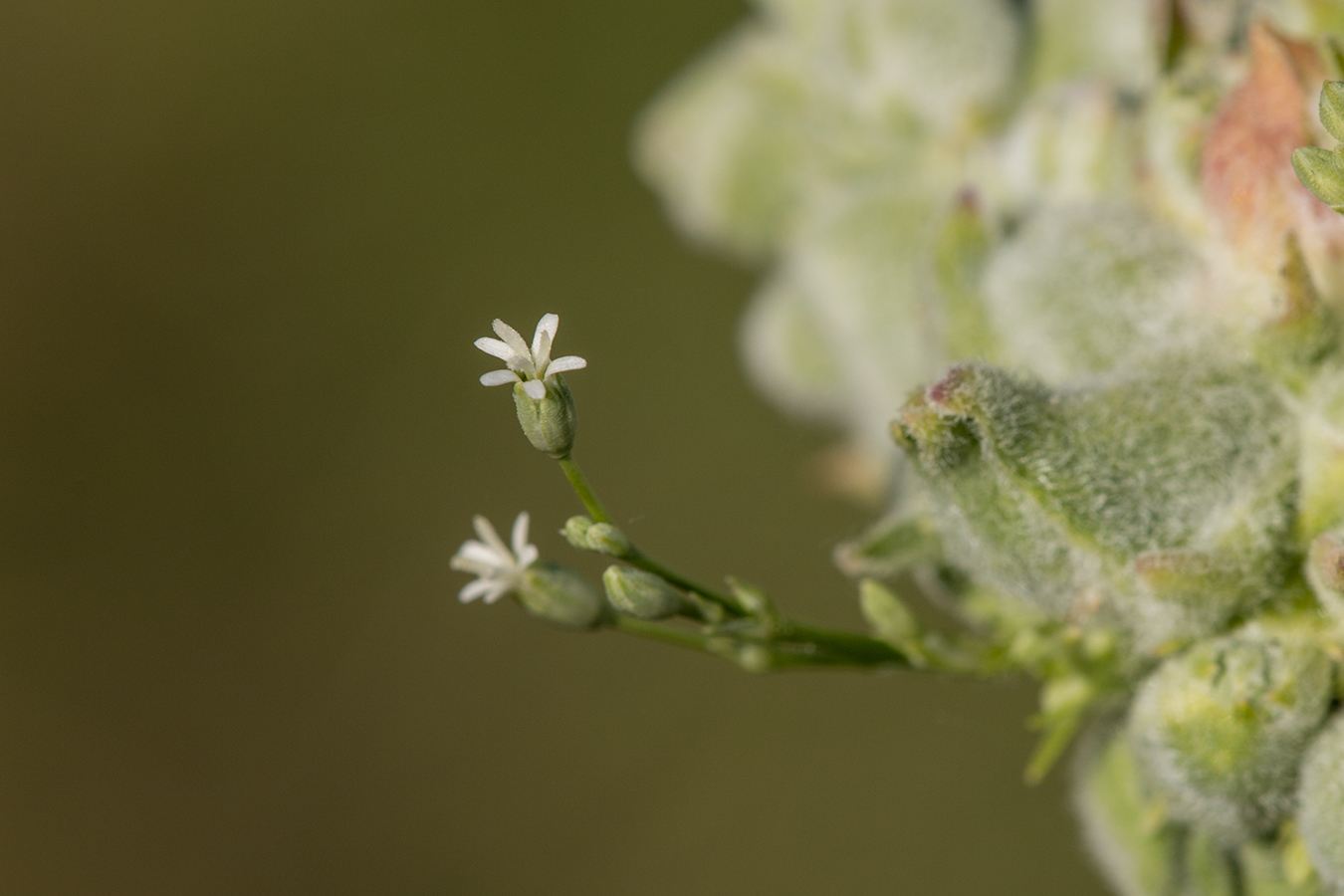 Image of Silene wolgensis specimen.