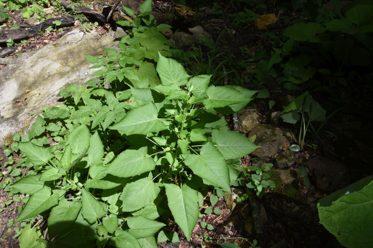 Изображение особи Salvia glutinosa.