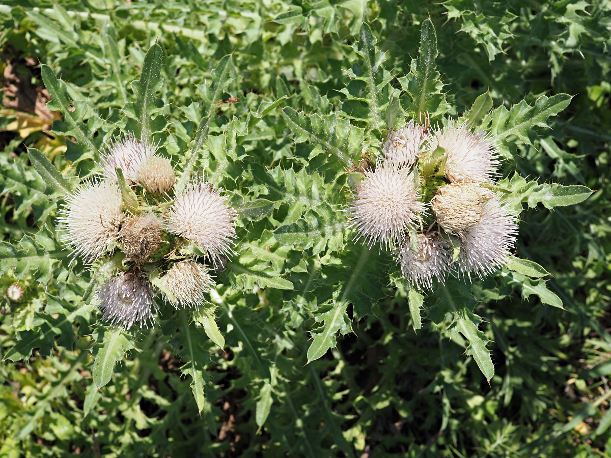 Image of Cirsium roseolum specimen.