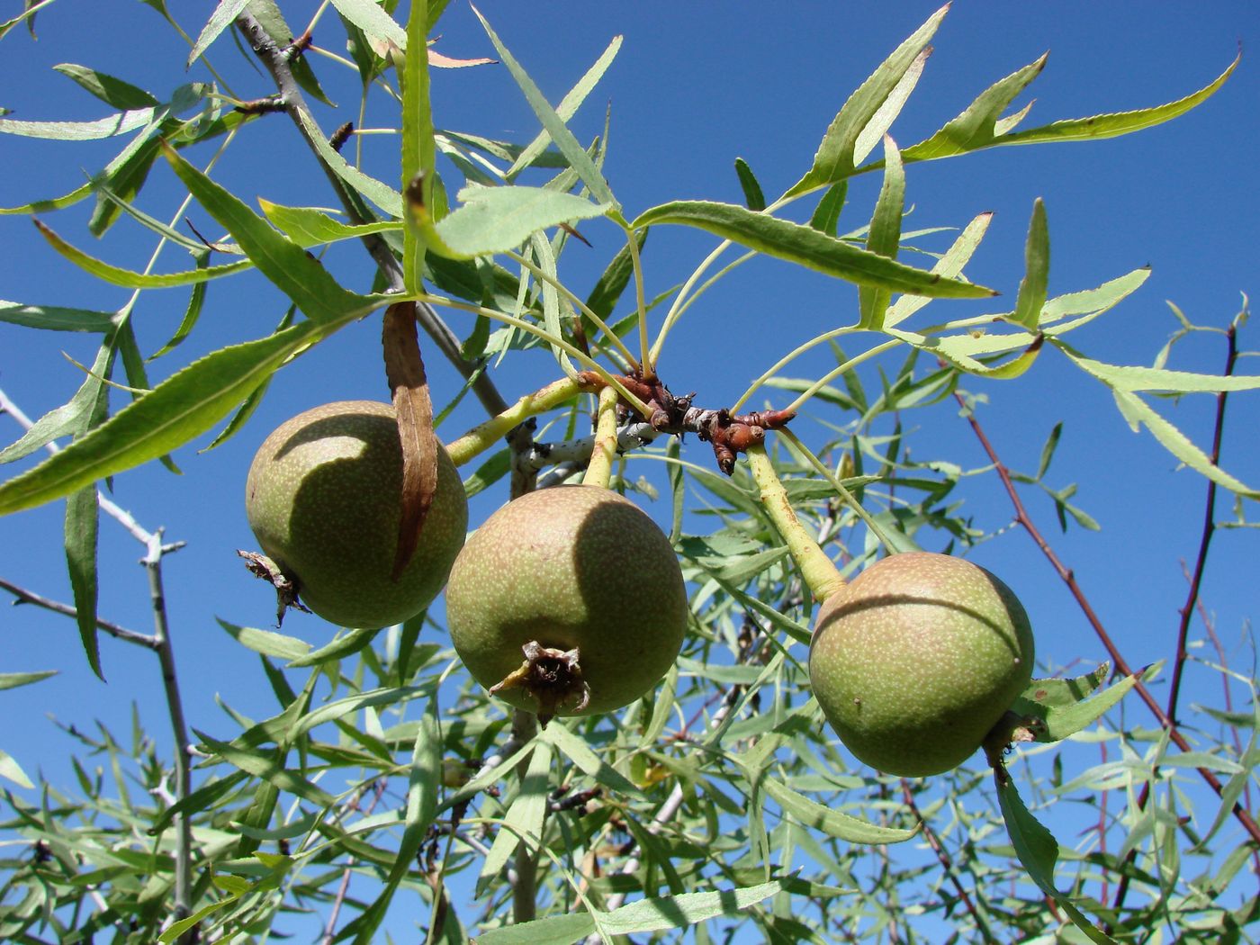 Image of Pyrus regelii specimen.