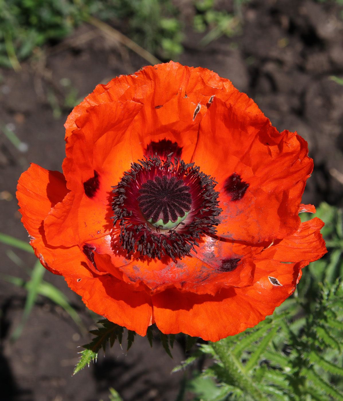 Image of Papaver setiferum specimen.