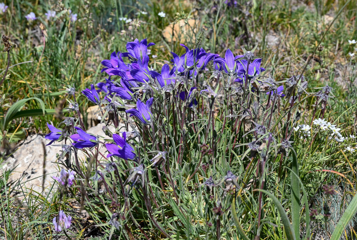 Image of Campanula aucheri specimen.