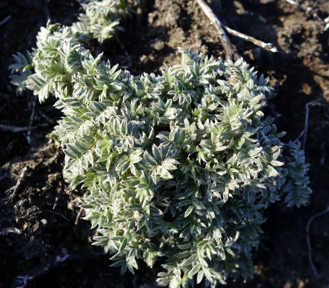 Image of Oxytropis kamtschatica specimen.