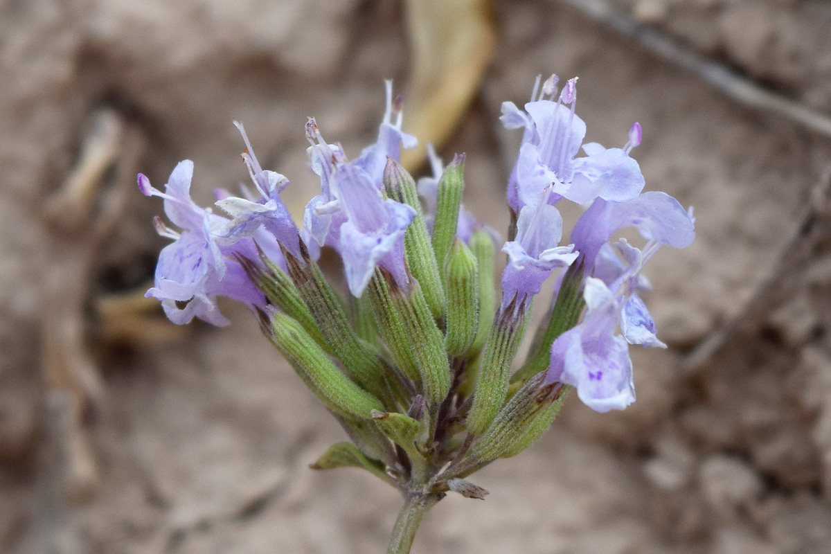 Изображение особи Ziziphora pedicellata.