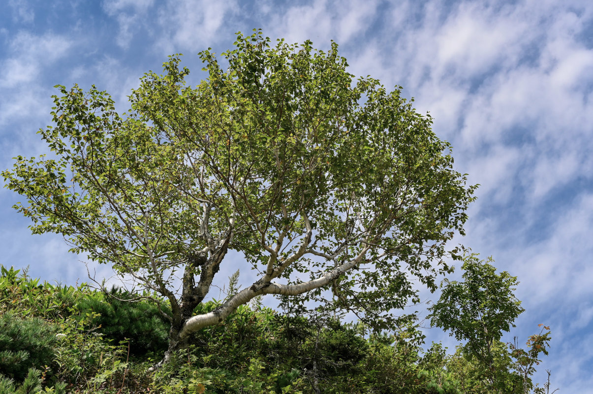 Image of Betula ermanii specimen.