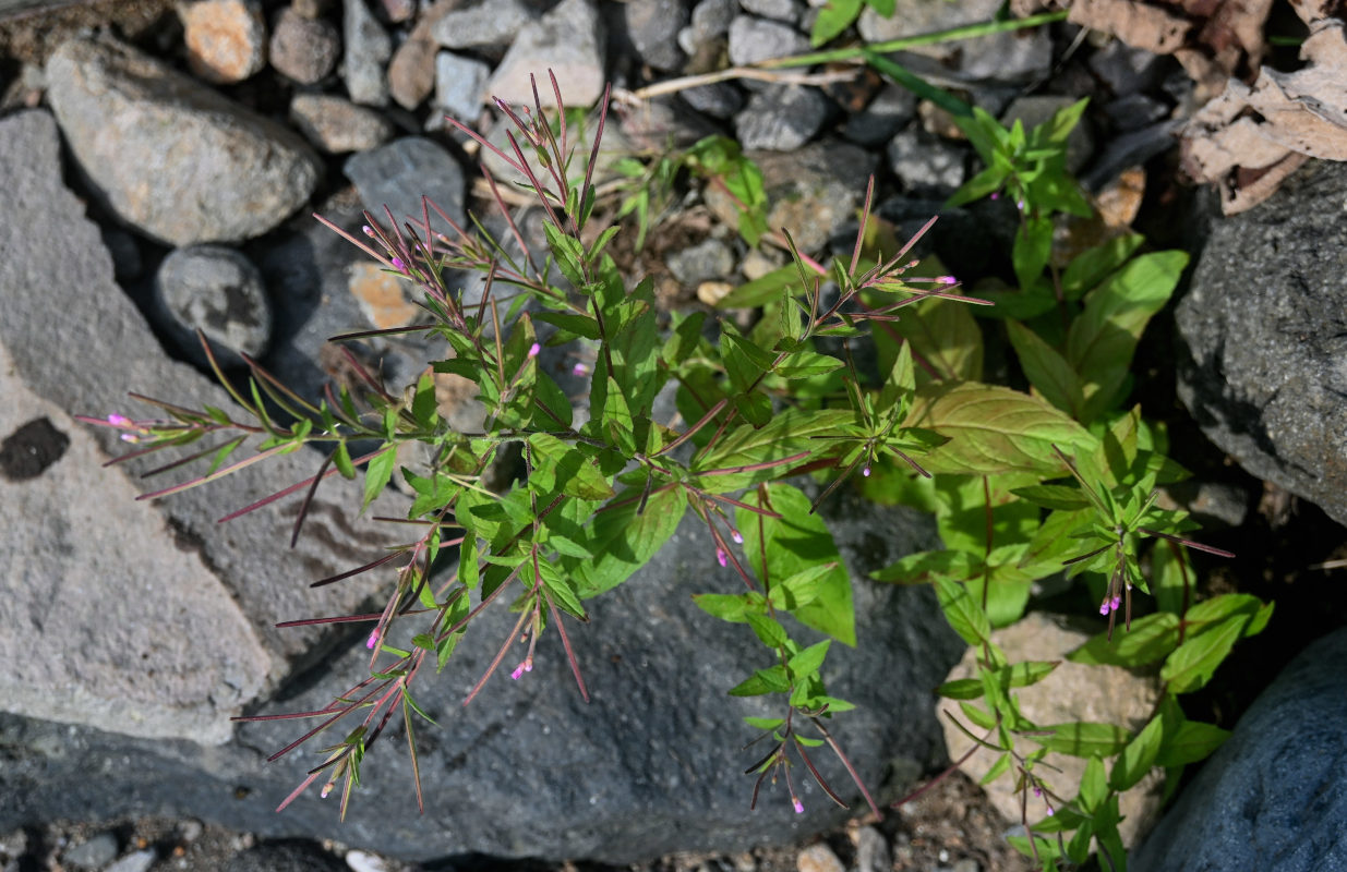 Изображение особи род Epilobium.