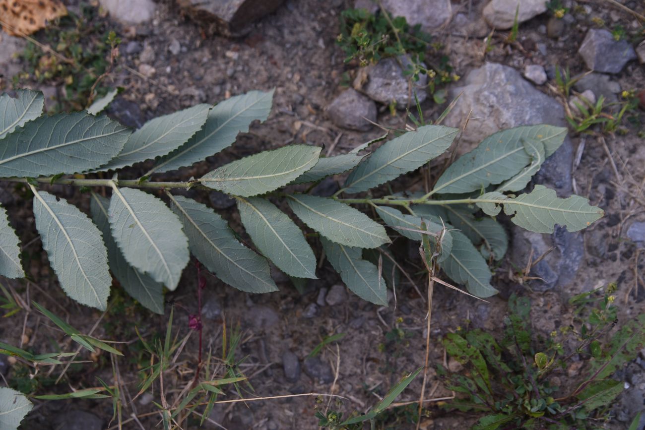 Image of Salix cinerea specimen.