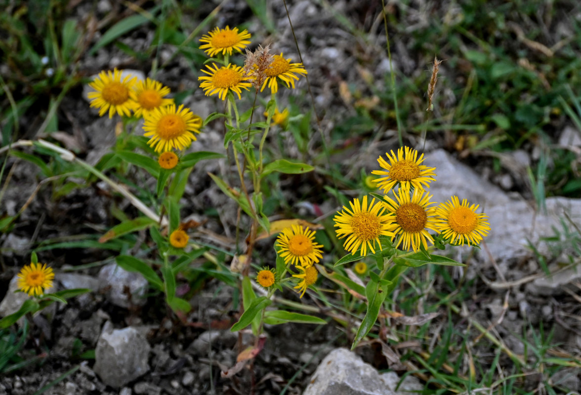 Image of Inula britannica specimen.