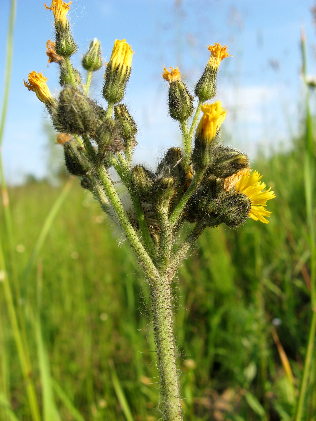 Image of Pilosella &times; glomerata specimen.