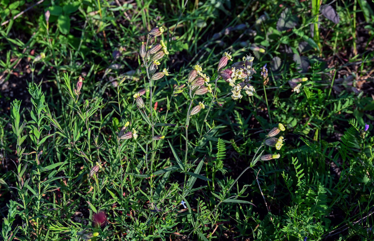 Image of Silene amoena specimen.