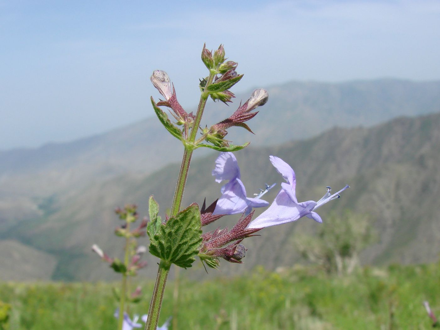 Изображение особи Lophanthus schtschurowskianus.