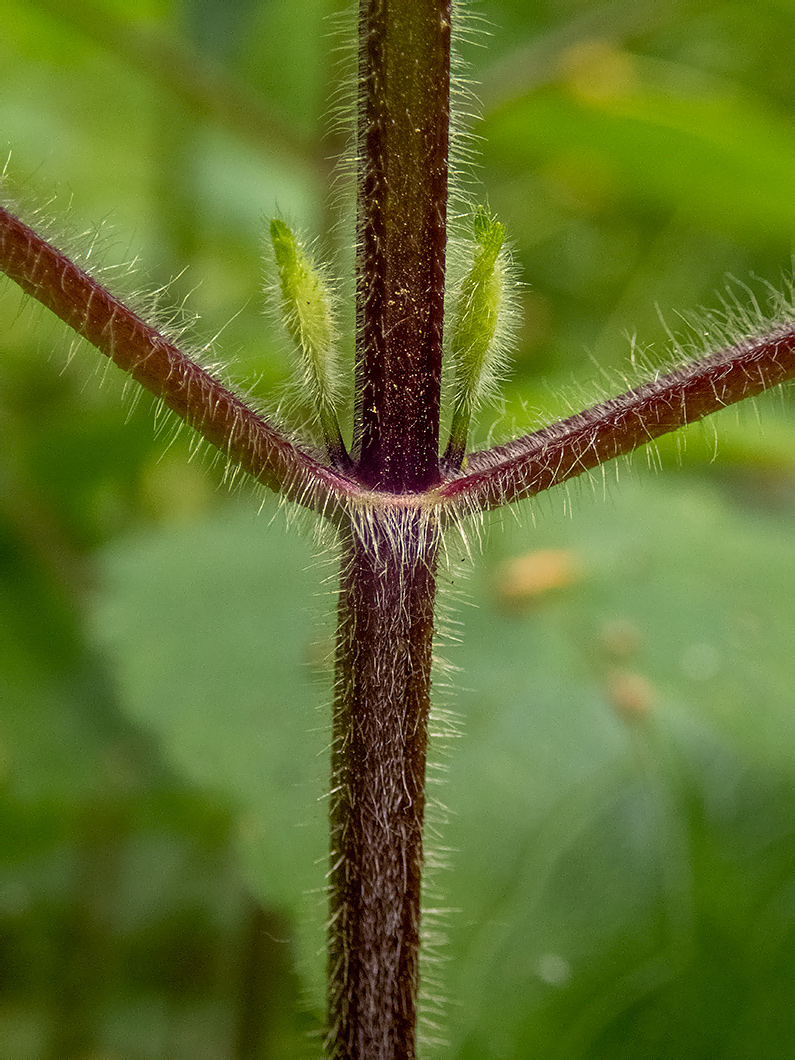 Image of Stachys sylvatica specimen.