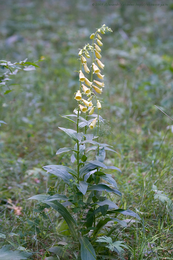 Image of Digitalis grandiflora specimen.