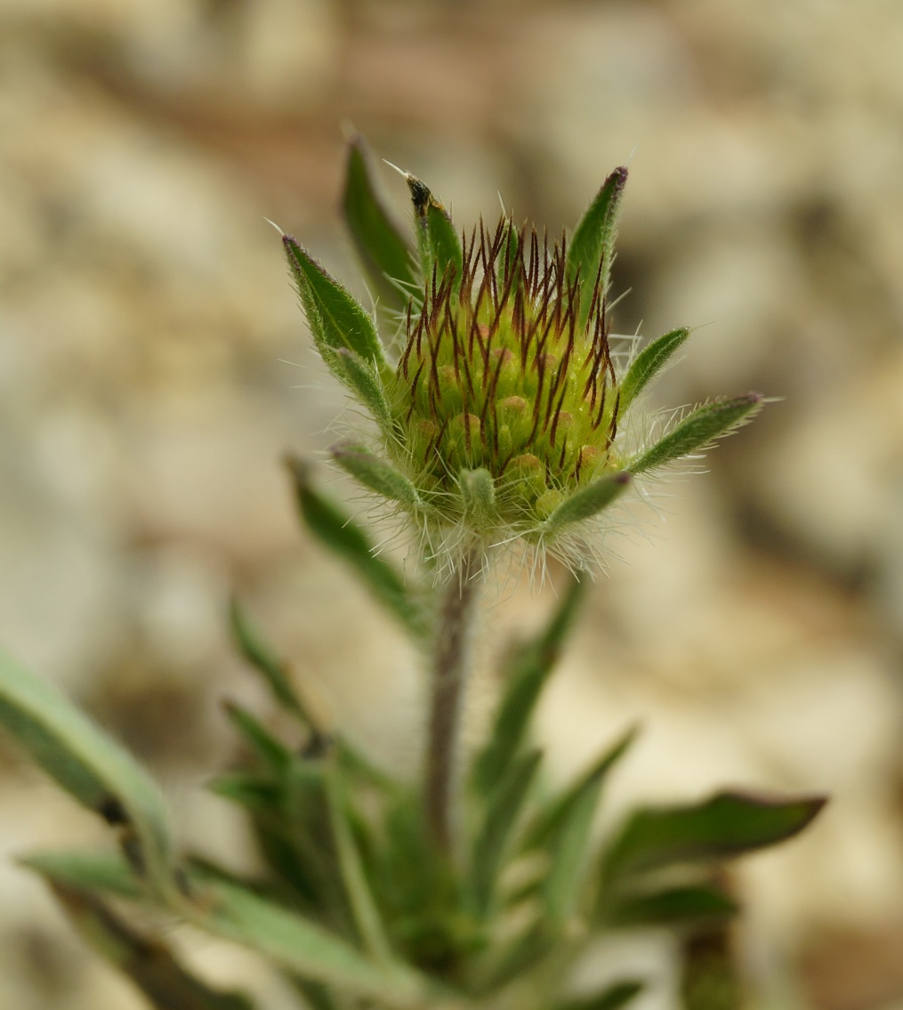 Image of Lomelosia micrantha specimen.