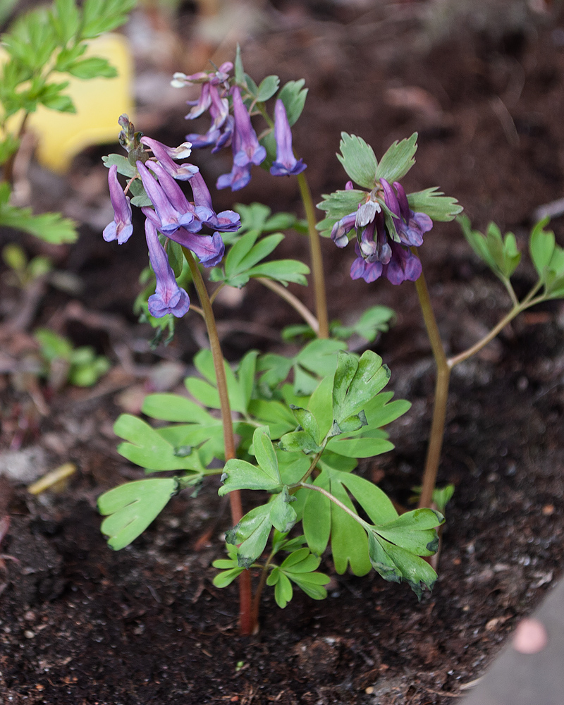 Изображение особи Corydalis solida.