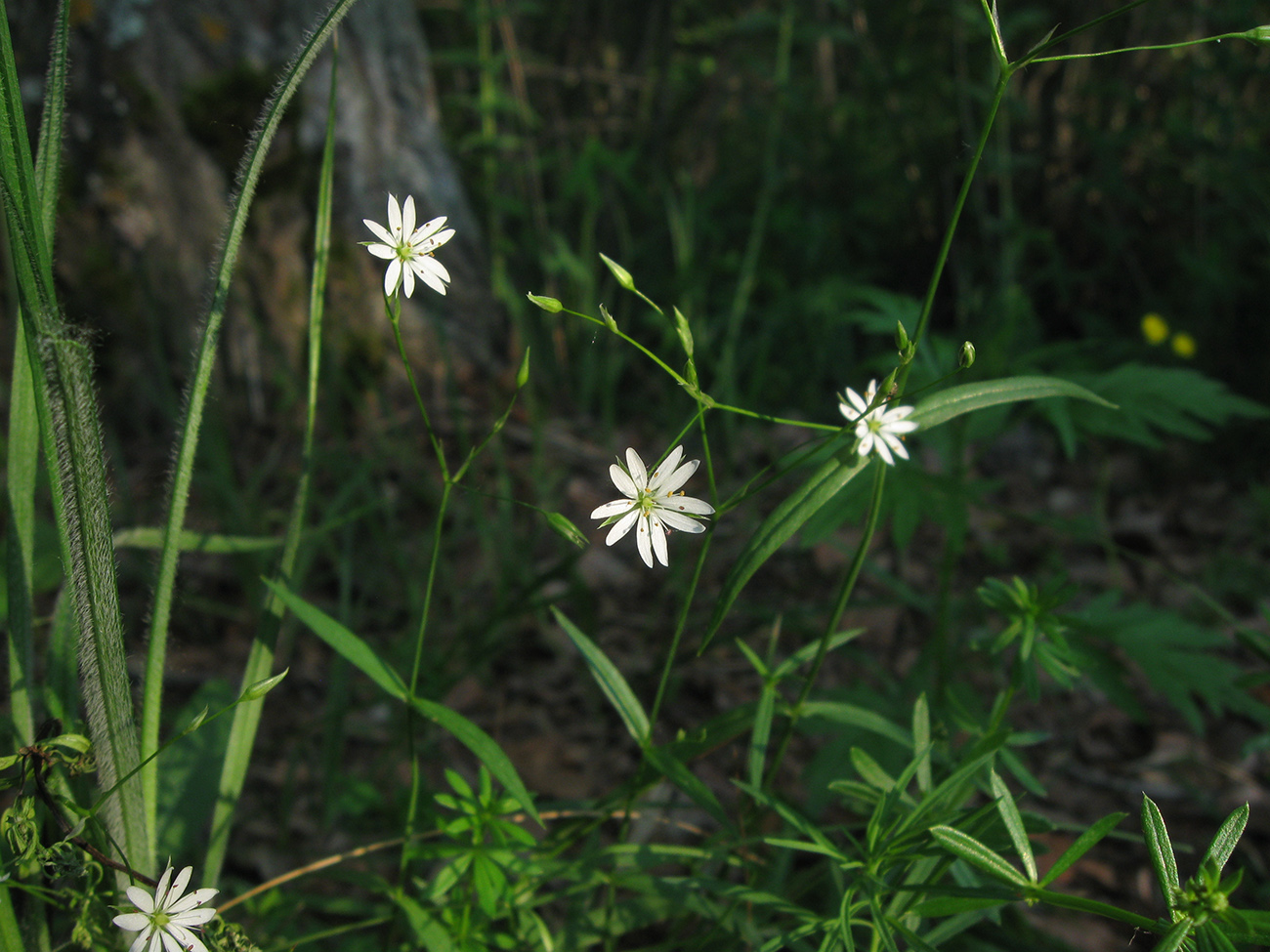 Image of Stellaria palustris specimen.