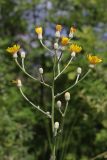 Crepis pannonica