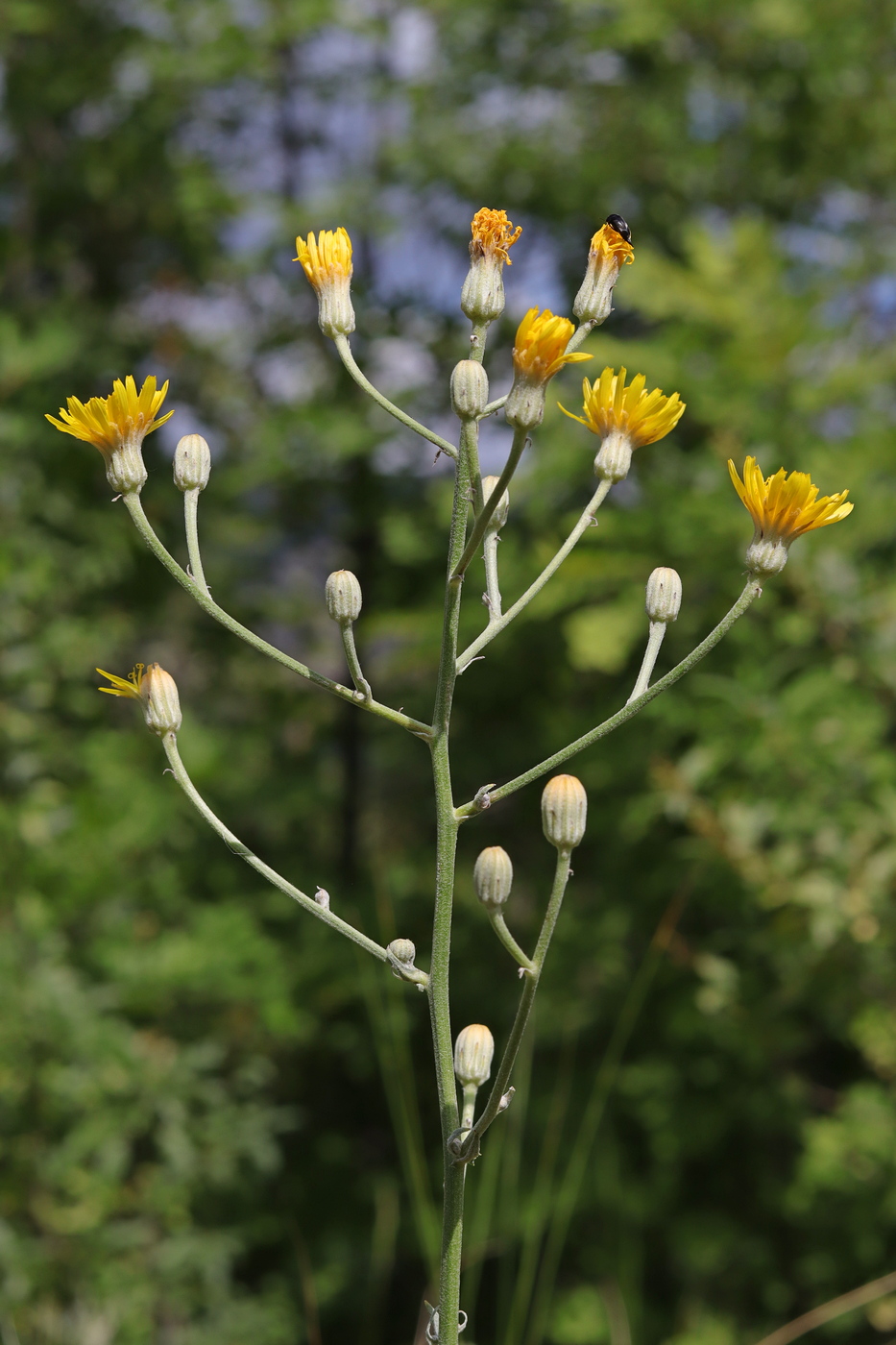 Изображение особи Crepis pannonica.