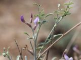 Astragalus villosissimus