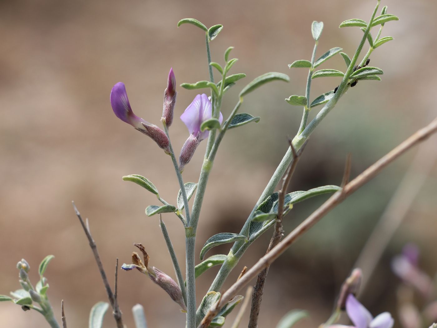 Image of Astragalus villosissimus specimen.