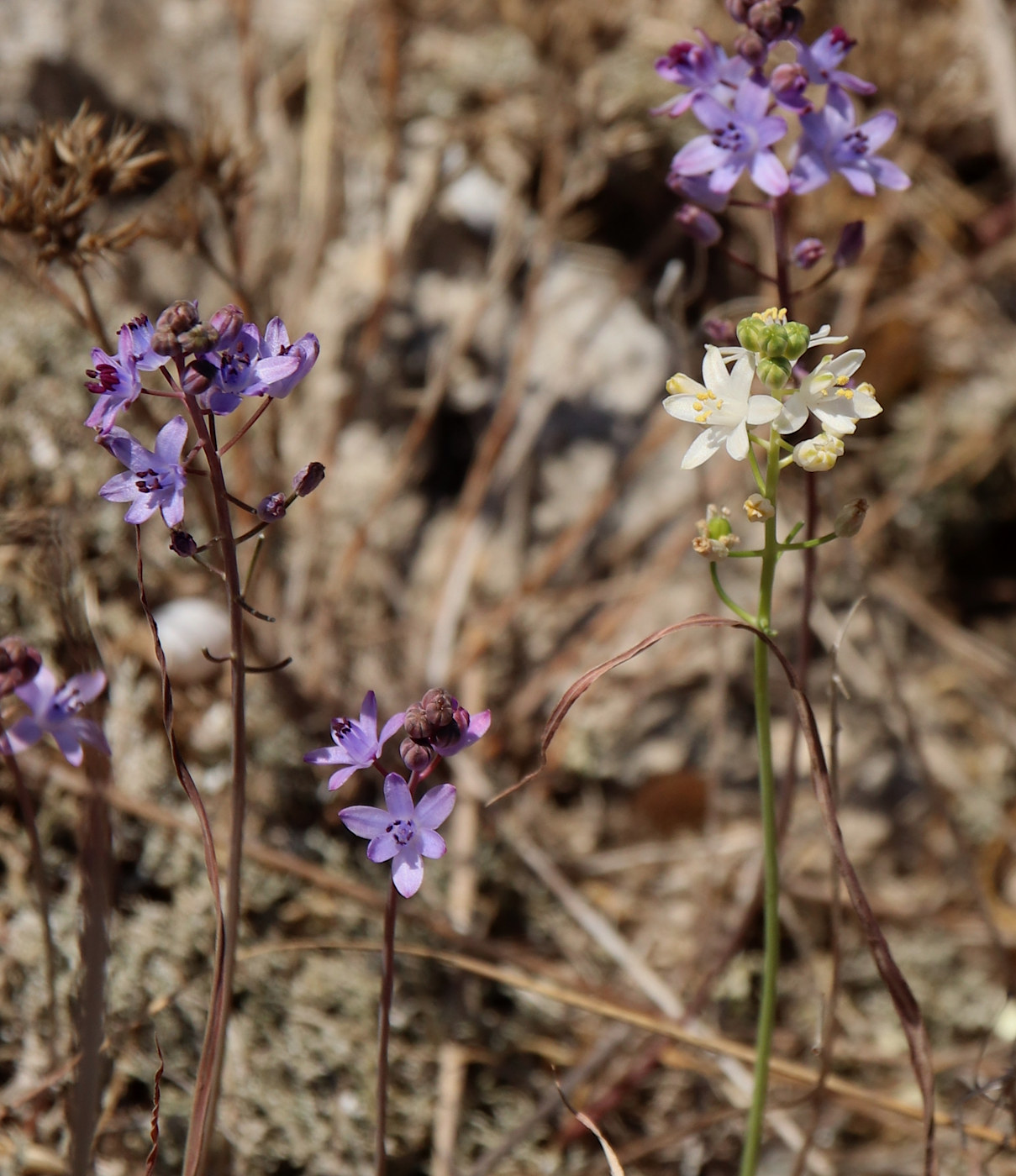 Image of Prospero autumnale specimen.