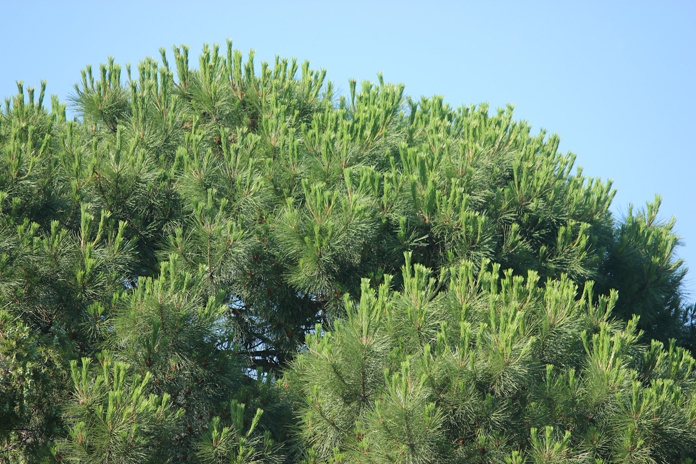 Изображение особи Pinus pinea.