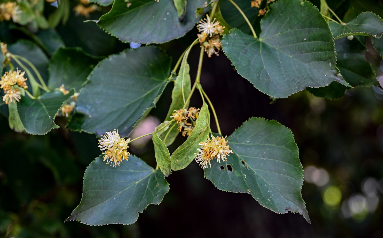 Изображение особи Tilia cordata.