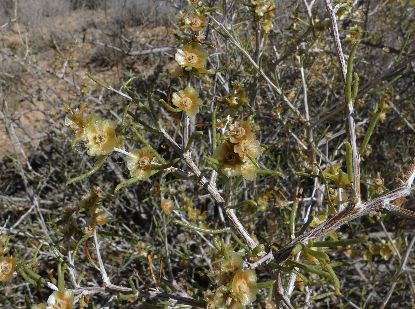 Изображение особи Salsola arbuscula.