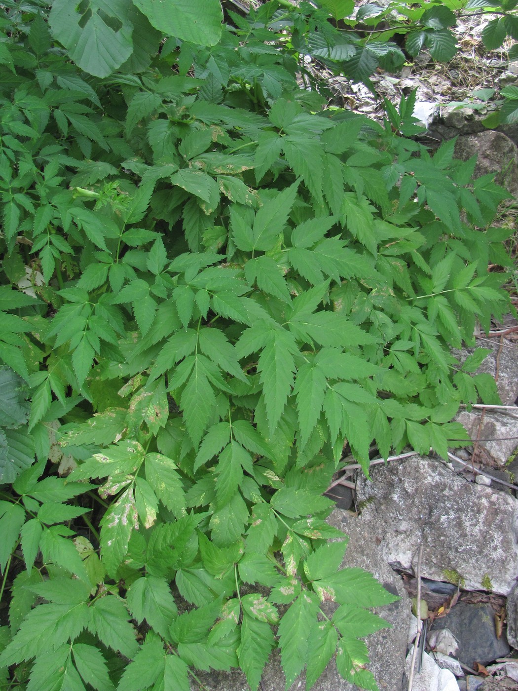 Изображение особи Rhizomatophora aegopodioides.