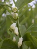 Polygonatum odoratum. Цветки. Испания, автономное сообщество Каталония, провинция Жирона, комарка Рипольес, муниципалитет Сеткасес, окр. н.п. Сеткасес, ≈1310 м н.у.м., пойма р. Тер, в щелях подпорной стенки между угодий. 02.06.2024.