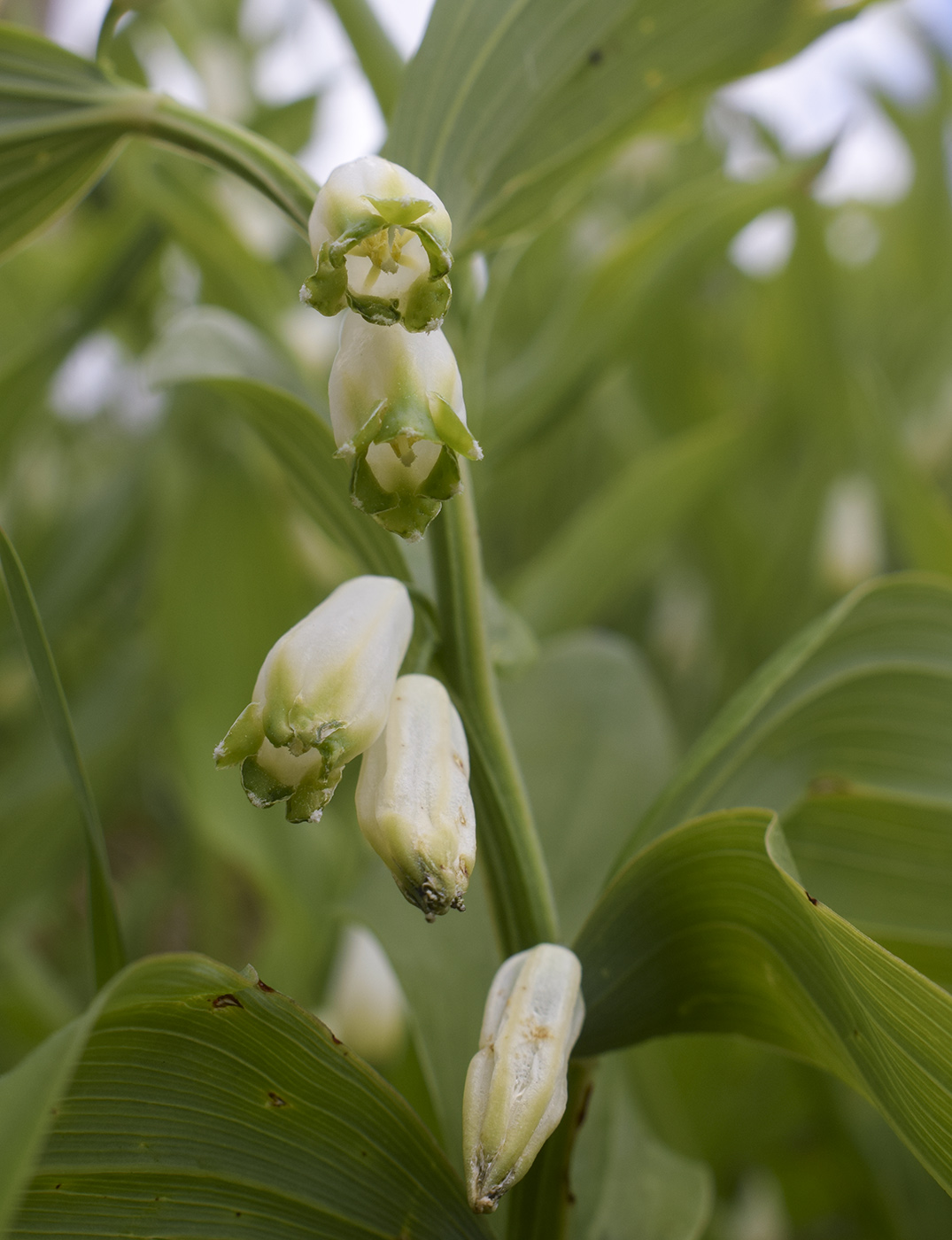 Изображение особи Polygonatum odoratum.