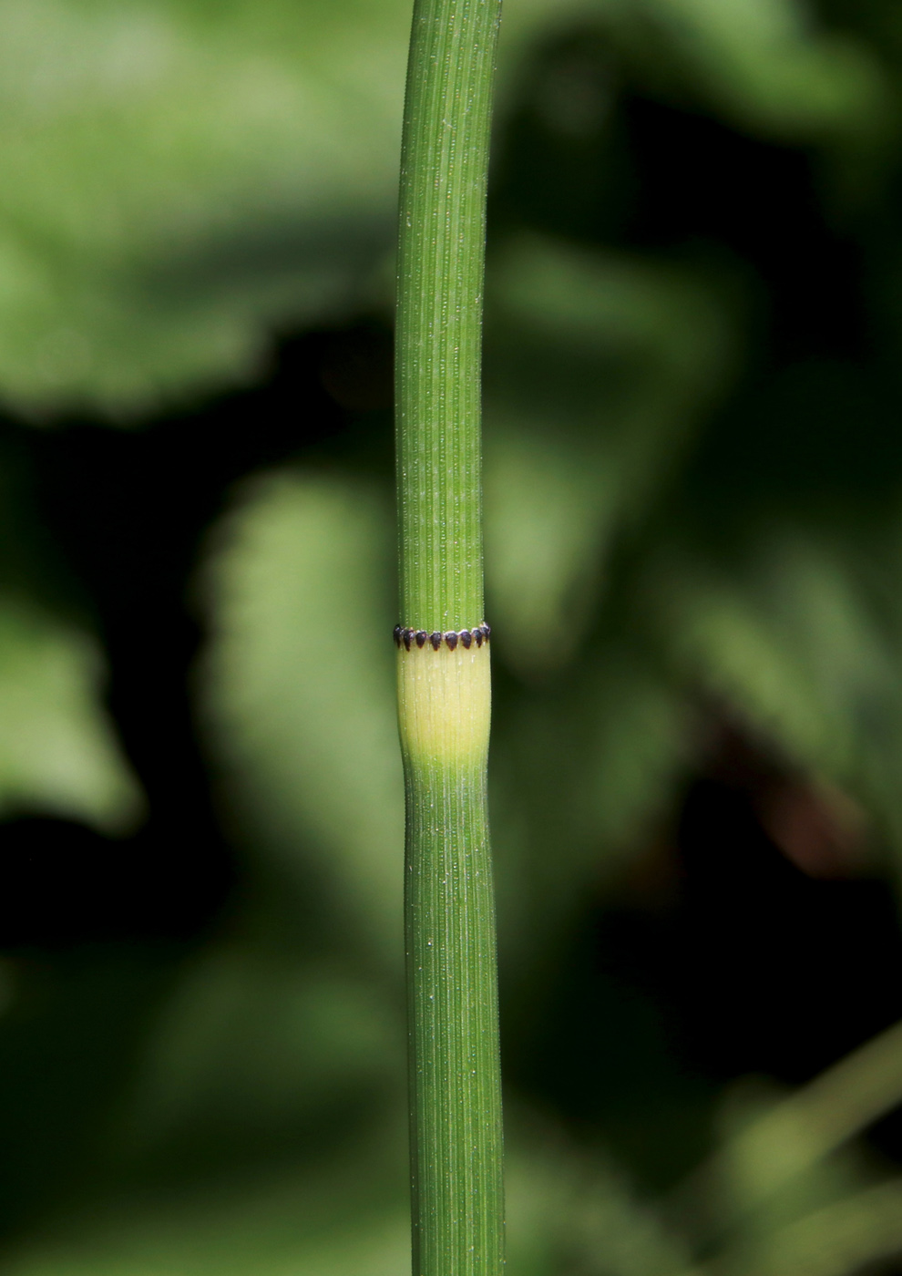 Изображение особи Equisetum hyemale.