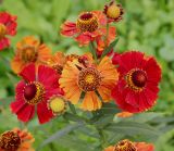 Helenium autumnale. Верхушка побега с элементарными соцветиями-корзинками. Московская обл., Шаховской р-н, садоводство \"Радуга\", в культуре. 20.08.2024.