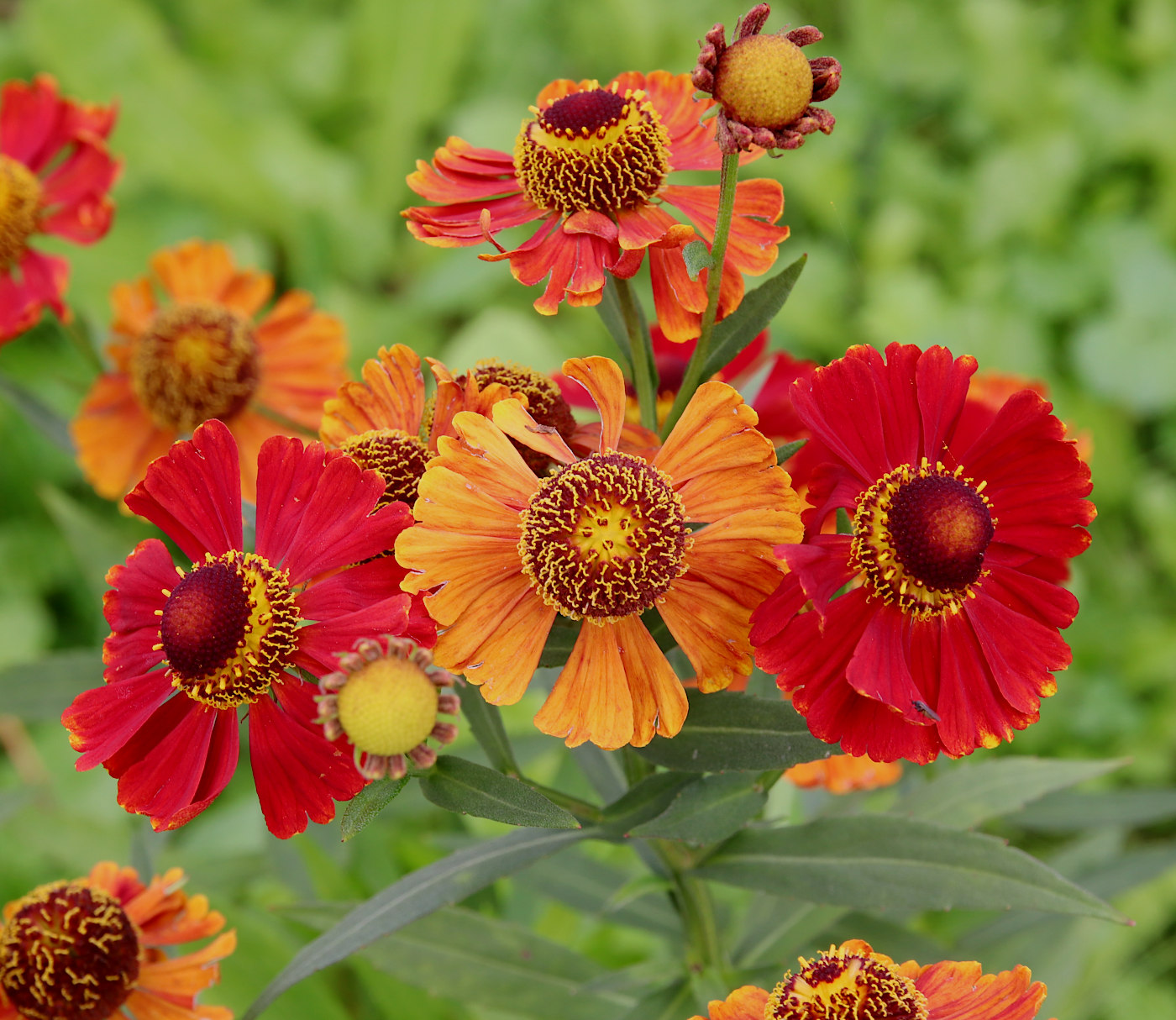 Изображение особи Helenium autumnale.