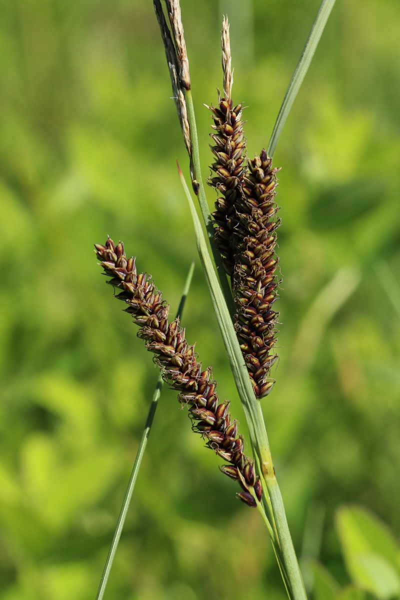 Изображение особи Carex flacca.